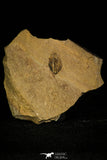 30456 - Rare 0.40 Inch Amecephalus cf. packi Middle Cambrian Trilobite - Nevada, USA