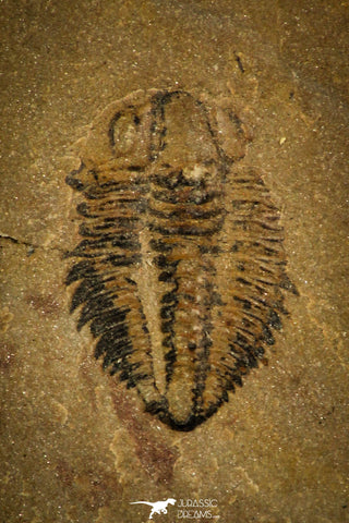 30456 - Rare 0.40 Inch Amecephalus cf. packi Middle Cambrian Trilobite - Nevada, USA