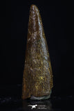 20194 - Top Beautiful 0.87 Inch Pterosaur (Coloborhynchus) Tooth Cretaceous KemKem