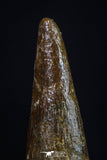 20194 - Top Beautiful 0.87 Inch Pterosaur (Coloborhynchus) Tooth Cretaceous KemKem