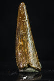 20194 - Top Beautiful 0.87 Inch Pterosaur (Coloborhynchus) Tooth Cretaceous KemKem