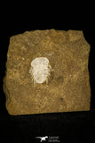 30457 - Top Beautiful 0.40 Inch Diacanthaspis (Acanthalomina) minuta Silurian Trilobite - Czech Republic