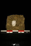 30457 - Top Beautiful 0.40 Inch Diacanthaspis (Acanthalomina) minuta Silurian Trilobite - Czech Republic