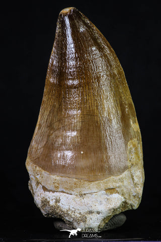 20195 - Well Preserved 2.67 Inch Mosasaur (Prognathodon anceps) Tooth
