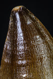 20195 - Well Preserved 2.67 Inch Mosasaur (Prognathodon anceps) Tooth