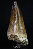20195 - Well Preserved 2.67 Inch Mosasaur (Prognathodon anceps) Tooth