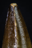 20195 - Well Preserved 2.67 Inch Mosasaur (Prognathodon anceps) Tooth