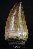 20195 - Well Preserved 2.67 Inch Mosasaur (Prognathodon anceps) Tooth
