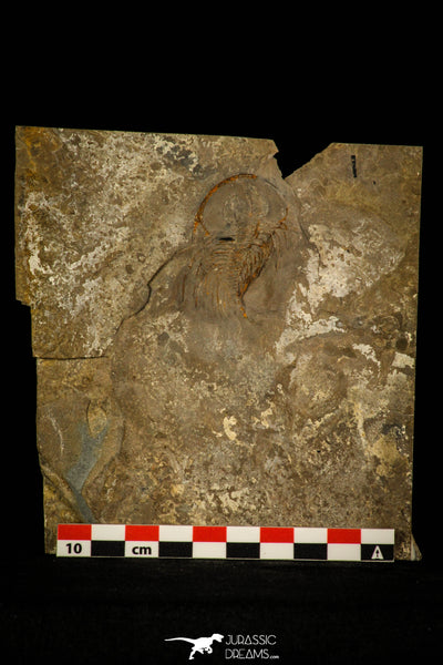 Unique Museum Grade 1.76 Inch Olenellus sp Lower Cambrian Trilobite ...
