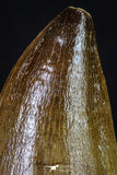 20195 - Well Preserved 2.67 Inch Mosasaur (Prognathodon anceps) Tooth