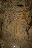 30458 - Unique Museum Grade 1.76 Inch Olenellus sp Lower Cambrian Trilobite - Canada