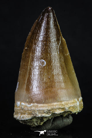 20196 - Well Preserved 2.43 Inch Mosasaur (Prognathodon anceps) Tooth