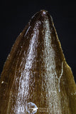 20196 - Well Preserved 2.43 Inch Mosasaur (Prognathodon anceps) Tooth