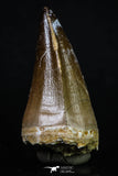 20196 - Well Preserved 2.43 Inch Mosasaur (Prognathodon anceps) Tooth