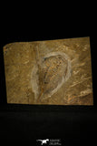 30459 - Unique Museum Grade 4.02 Inch Olenellus sp Lower Cambrian Trilobite - Canada