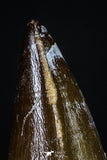 20196 - Well Preserved 2.43 Inch Mosasaur (Prognathodon anceps) Tooth