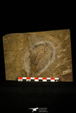 30459 - Unique Museum Grade 4.02 Inch Olenellus sp Lower Cambrian Trilobite - Canada