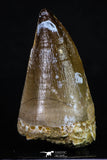 20196 - Well Preserved 2.43 Inch Mosasaur (Prognathodon anceps) Tooth
