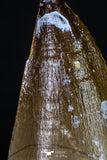 20196 - Well Preserved 2.43 Inch Mosasaur (Prognathodon anceps) Tooth