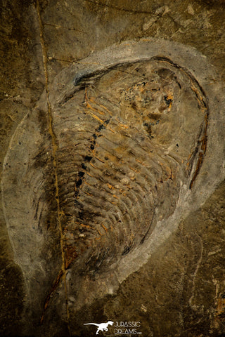 30459 - Unique Museum Grade 4.02 Inch Olenellus sp Lower Cambrian Trilobite - Canada