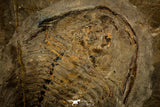 30459 - Unique Museum Grade 4.02 Inch Olenellus sp Lower Cambrian Trilobite - Canada
