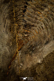 30459 - Unique Museum Grade 4.02 Inch Olenellus sp Lower Cambrian Trilobite - Canada