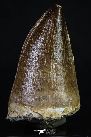20197 - Well Preserved 2.43 Inch Mosasaur (Prognathodon anceps) Tooth