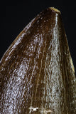 20197 - Well Preserved 2.43 Inch Mosasaur (Prognathodon anceps) Tooth