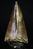 20197 - Well Preserved 2.43 Inch Mosasaur (Prognathodon anceps) Tooth