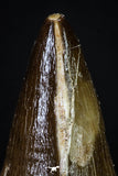 20197 - Well Preserved 2.43 Inch Mosasaur (Prognathodon anceps) Tooth