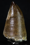 20197 - Well Preserved 2.43 Inch Mosasaur (Prognathodon anceps) Tooth