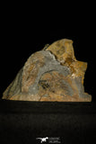 30460 - Unique Museum Grade 2.17 Inch Gabriellus kierorum Lower Cambrian Trilobite - Canada
