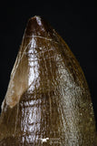 20197 - Well Preserved 2.43 Inch Mosasaur (Prognathodon anceps) Tooth