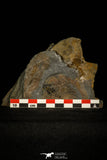 30460 - Unique Museum Grade 2.17 Inch Gabriellus kierorum Lower Cambrian Trilobite - Canada