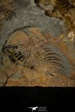 30460 - Unique Museum Grade 2.17 Inch Gabriellus kierorum Lower Cambrian Trilobite - Canada