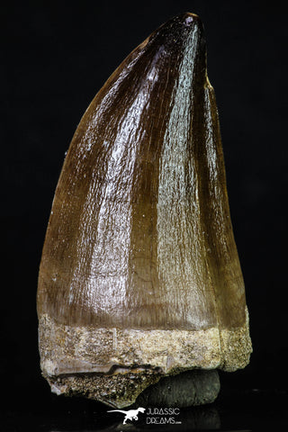 20198 - Well Preserved 2.55 Inch Mosasaur (Prognathodon anceps) Tooth