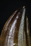 20198 - Well Preserved 2.55 Inch Mosasaur (Prognathodon anceps) Tooth