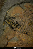 30460 - Unique Museum Grade 2.17 Inch Gabriellus kierorum Lower Cambrian Trilobite - Canada