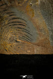 30460 - Unique Museum Grade 2.17 Inch Gabriellus kierorum Lower Cambrian Trilobite - Canada