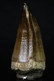 20198 - Well Preserved 2.55 Inch Mosasaur (Prognathodon anceps) Tooth