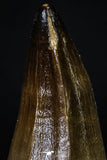 20198 - Well Preserved 2.55 Inch Mosasaur (Prognathodon anceps) Tooth