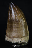 20198 - Well Preserved 2.55 Inch Mosasaur (Prognathodon anceps) Tooth