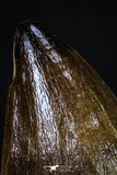 20198 - Well Preserved 2.55 Inch Mosasaur (Prognathodon anceps) Tooth