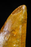 21212 - Finest Quality 3.53 Inch Carcharodontosaurus Dinosaur Tooth KemKem