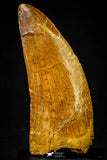 21212 - Finest Quality 3.53 Inch Carcharodontosaurus Dinosaur Tooth KemKem