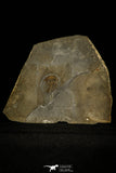 30461 - Unique Museum Grade 1.09 Inch Olenellus sp Lower Cambrian Trilobite - Canada