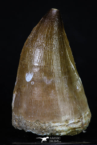 20199 - Well Preserved 2.26 Inch Mosasaur (Prognathodon anceps) Tooth