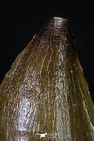 20199 - Well Preserved 2.26 Inch Mosasaur (Prognathodon anceps) Tooth