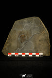 30461 - Unique Museum Grade 1.09 Inch Olenellus sp Lower Cambrian Trilobite - Canada