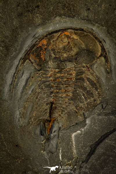 Unique Museum Grade 1.09 Inch Olenellus sp Lower Cambrian Trilobite ...